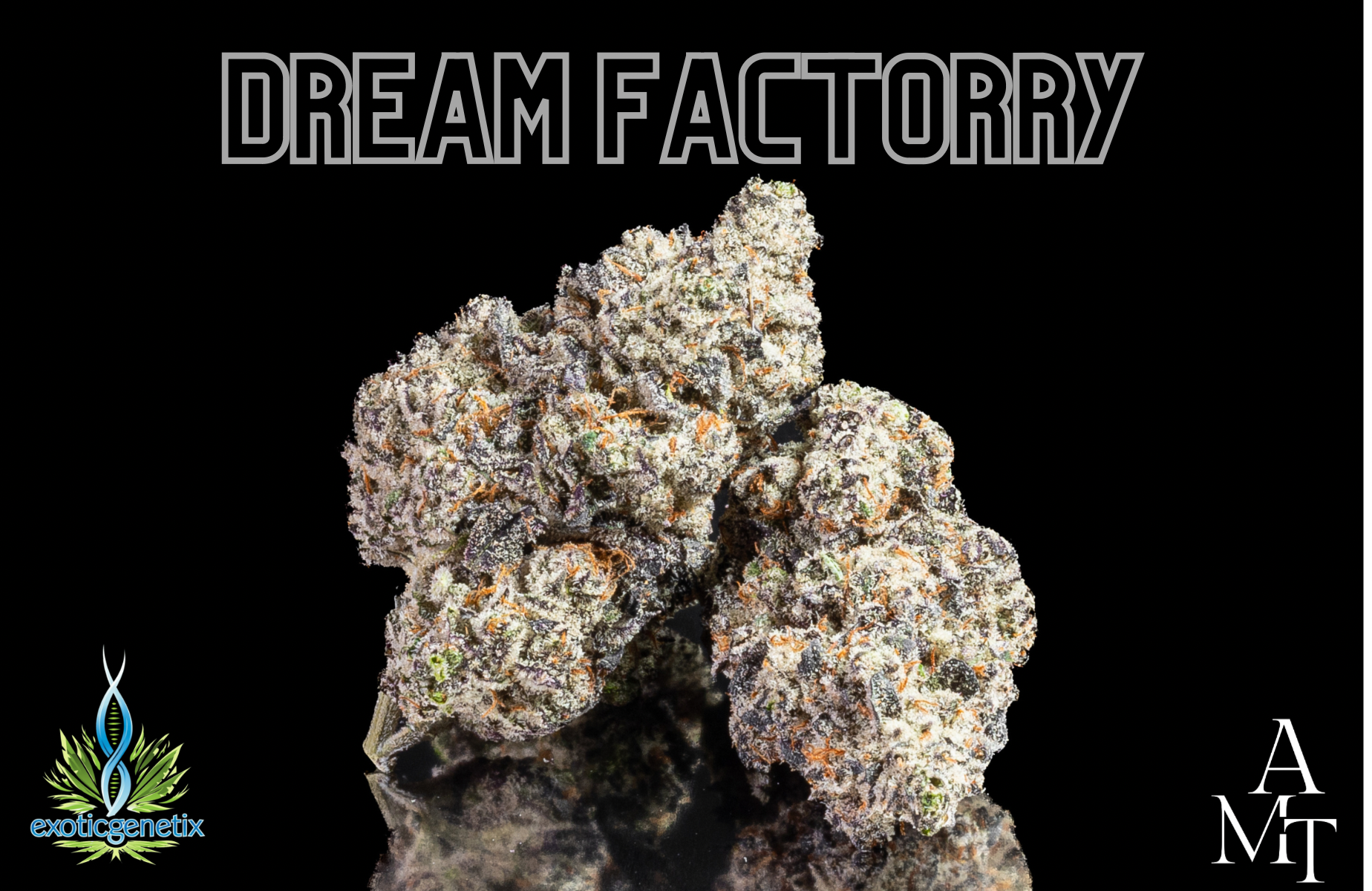 Dream Factory กัญชาคุณภาพสูง